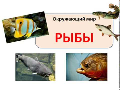 Видео: Окружающий мир. Тема: РЫБЫ