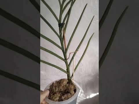 Видео: Папилионанда, Камбрия и дендробиум... Наконец-то прогресс ❤✌✌