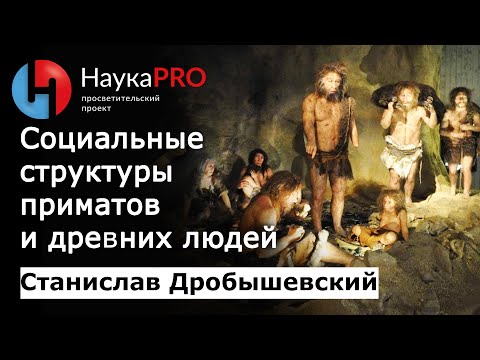 Видео: Социальные структуры приматов и древних людей – антрополог Станислав Дробышевский | Научпоп