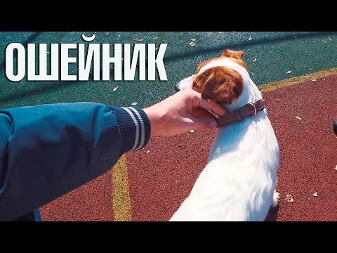 Видео: Ошейник с AliExpress для Джек рассел терьера. Тест на улице.