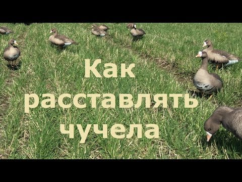 Видео: Охота на гуся - Расстановка чучел/Как расставлять чучела/ПроГусь схема!