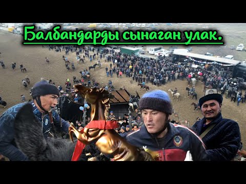 Видео: Балбандарды чарчаткан улак/ Бишкек/ Озерный ат майданы/ Ынтымак жааматынын улагы.