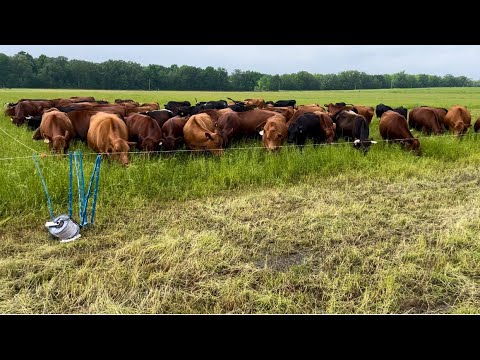 Видео: Выпас трав прохладного и теплого сезона весной