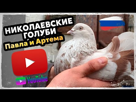 Видео: Николаевские голуби Павла и Артема. г.Самара 🇷🇺 2025