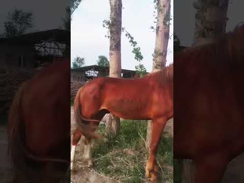 Видео: Ассалам алейкум Бары Сатылат ☎️+996 224 344 003