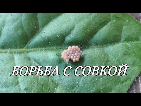 Видео: БОРЬБА С СОВКОЙ, ПРОСТО И ЭФФЕКТИВНО.
