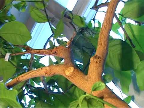 Видео: Лимоны в вашей квартире 14 02