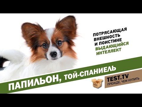 Видео: TEST.TV: Папильон-собака бабочка.