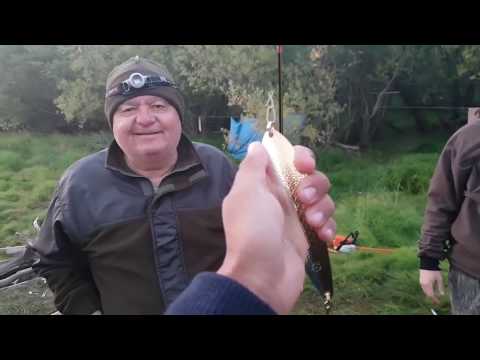 Видео: Приготовление малосольного ОМУЛЯ в Якутии! Yakutia Preparation of fresh-salted white fish