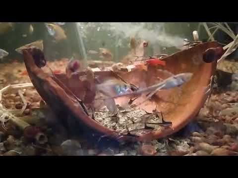 Видео: Настоящий импортный корм для рыб от наших друзей и союзников . Разбираю самый грязный аквариум