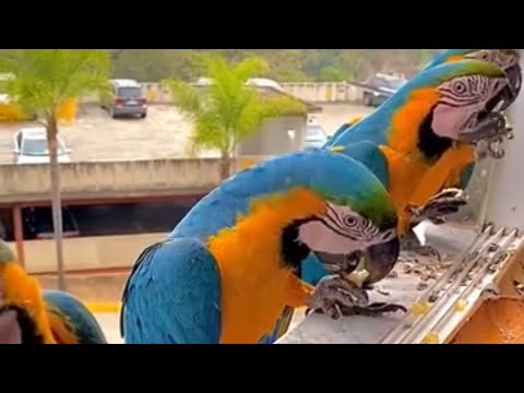Видео: 4.May Кара камиш папугай бозори🦜🦜
