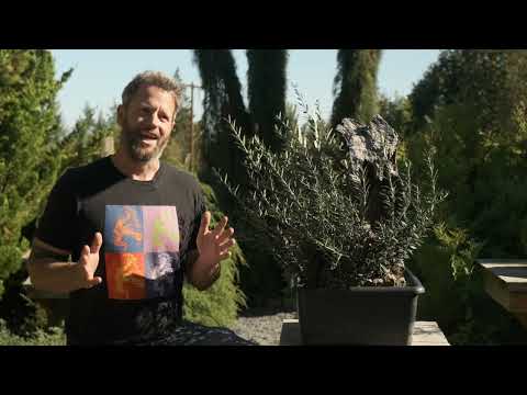 Видео: Методы выращивания бонсай: когда пересаживать бонсай Райана Нила