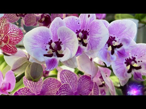 Видео: часть 1 - Такого КОЛИЧЕСТВА цветущих ОРХИДЕИ еще не было❗️