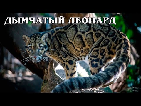 Видео: Дымчатый леопард: Древний хищник | Интересные факты про дымчатого леопарда