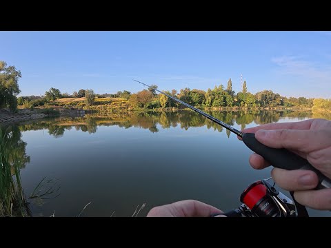 Видео: ЖОР окуня? ні ще рано...