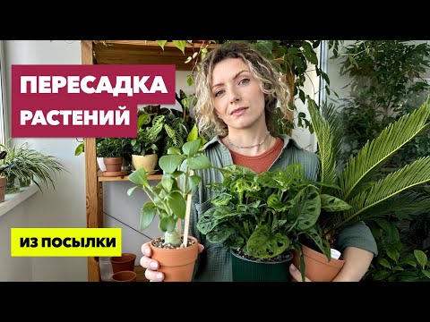 Видео: Пересадка комнатных растений и цветов » Сентябрь 2023