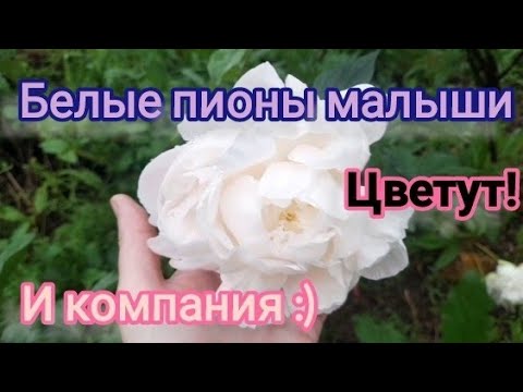 Видео: Первое цветение Белых сортов пионов. Вопрос к розоводам)))