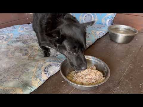 Видео: Реакция собак на вкусную кашу