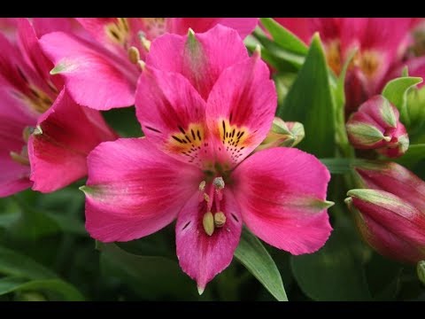 Видео: Альстромерия из фоамирана.Тонировка масляными красками.