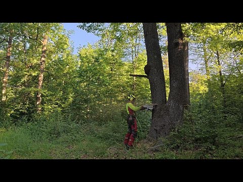 Видео: КРЕПКИЕ ОРЕШКИ: Мы заготавливаем толстые, кустистые деревья в новых побегах, Stihl ms 400.1 C, Amles