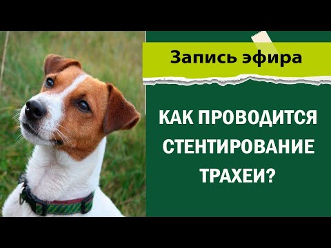 Видео: Стентирование трахеи у собак
