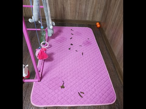 Видео: Как приучить к пеленке щенка / Китайская Хохлатая Собака