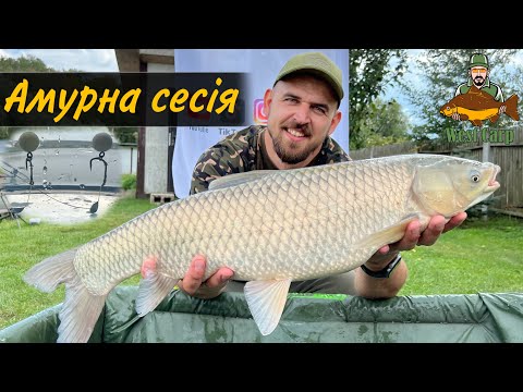 Видео: Амури ставали в чергу!)Як монтаж може змінити хід рибалки.