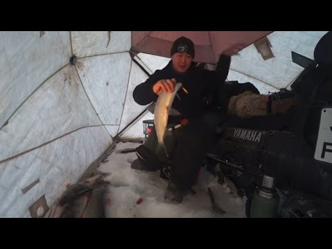 Видео: ЛОВИМ СИГОВ ПОКА СЕМЕНЫЧ НЕ ВИДИТ!!!