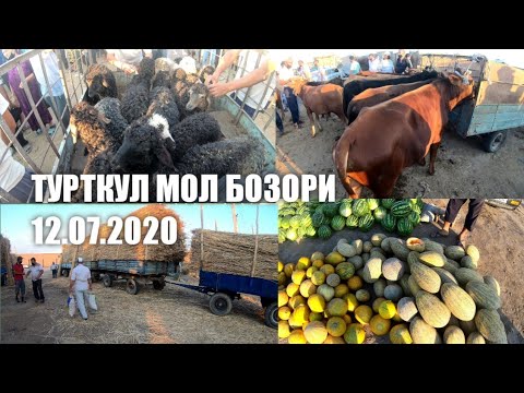 Видео: ТУРТКУЛ МОЛ БОЗОРИ 12.07.2020 TURTKUL MOL BOZORI