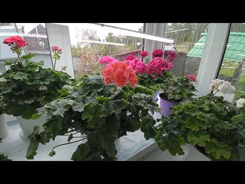 Видео: 13.05.2024 Чем подкормить пеларгонию, или как создать им условия