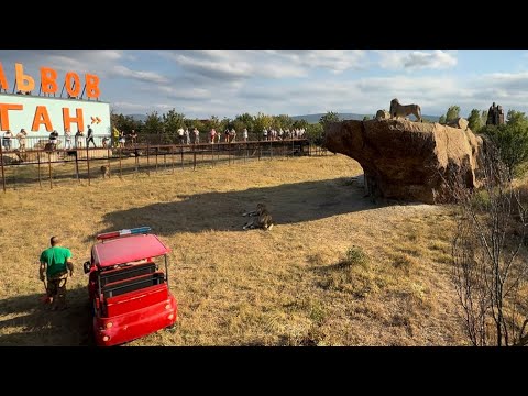Видео: Я вся НА НЕРВАХ! Олег Зубков с Ярославом поехали ко львам, они не знают голос Ярослава….
