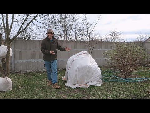 Видео: Как защитить КУСТЫ и ДЕРЕВЬЯ от заморозков во время их цветения