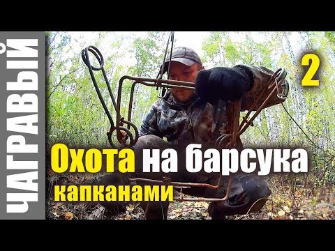 Видео: Охота на барсука капканами | Часть 2