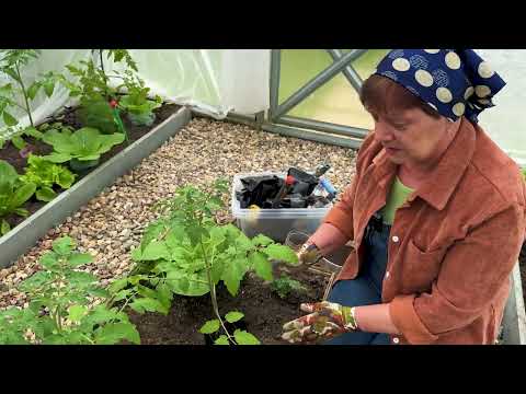 Видео: Высадила томаты в теплицу. Что добавила в лунки.