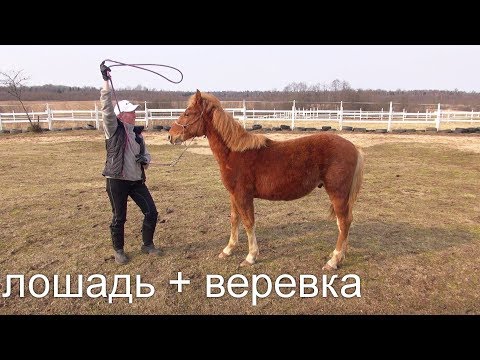 Видео: "Верёвка" - для лошади не наказание!