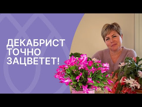 Видео: Главные правила цветения декабриста!