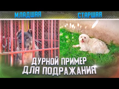Видео: Дурной пример для подражания(Ариф и Стелла)