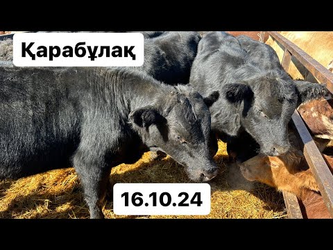 Видео: Сиыр. Бұқа. Бұзау.16.10.24 Қарабұлақ мал базары