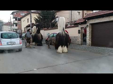 Видео: Сурва Струмско 01.01.2024 (1)