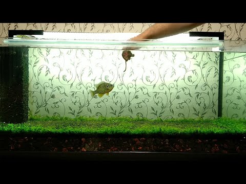 Видео: Донный фильтр обратного тока для аквариума спустя 1месяц с обитателями и доработками ./Bottom revers
