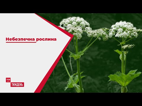 Видео: Небезпечніший за укус гадюки: чому слід остерігатися борщівника