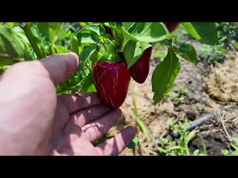 Видео: Гострі перці у відкритому грунті - стан на кінец липня 2025 #chili #чилі #відкритийгрунт