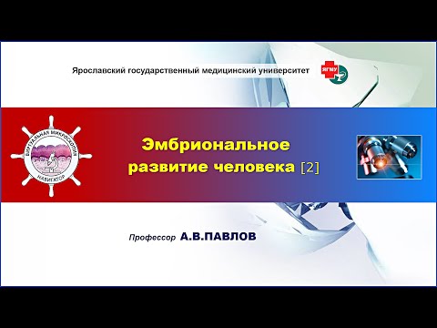 Видео: Медицинская эмбриология - лекция №1 (часть 2). Эмбриональное развитие человека