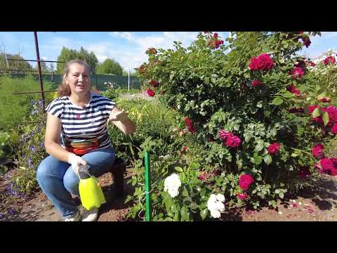 Видео: УВИДЕЛИ КРУГЛЫЕ ДЫРКИ НА ЛИСТЬЯХ РОЗ - НАПАЛА ГУСЕНИЦА СОВКА. КАК ИЗБАВИТЬСЯ ОТ ГУСЕНИЦЫ СОВКИ