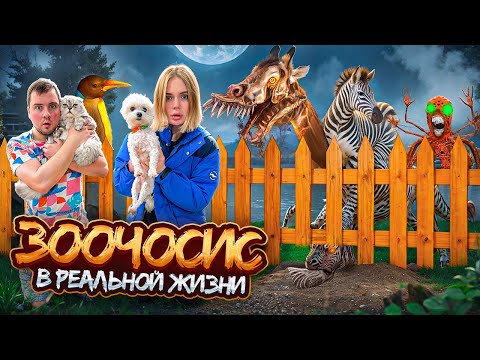 Видео: ZOOCHOSIS В РЕАЛЬНОЙ ЖИЗНИ В НАШЕМ ДОМЕ С КОТАМИ И СОБАКОЙ