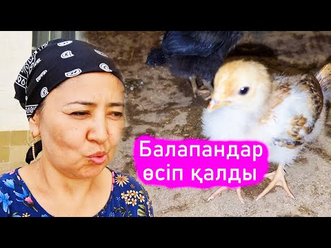 Видео: Vlog. Балапандарды тауықтың қасына қостық. 2 жұмыртқа әлі жатыр
