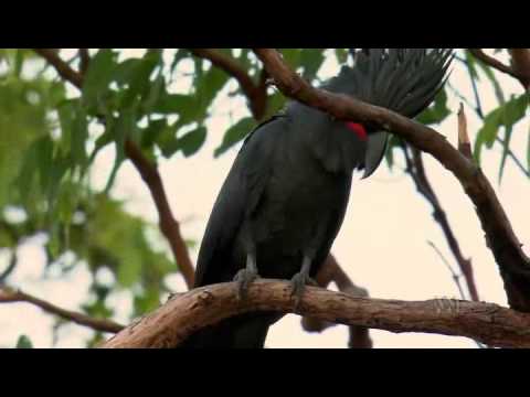 Видео: Австралия - страна попугаев 5/6