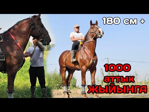 Видео: 1000 АТКА ТУРУШТУК БЕРЕТ ЖЫЙЫНДЫН АТЫ ЭЛАМАНДА