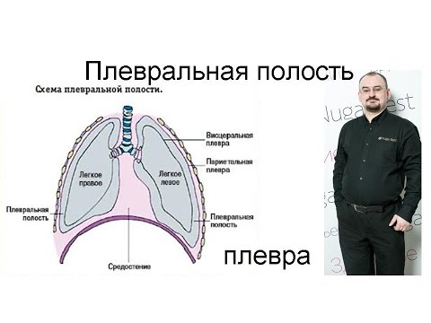 Видео: Плевральная полость. Плеврит.