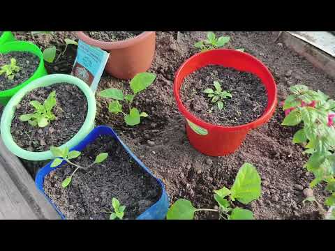 Видео: Посадила перцы , где автолавка.